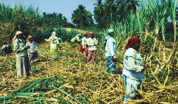 Women harvesting sugar cane © Plato Terentev, Pexels