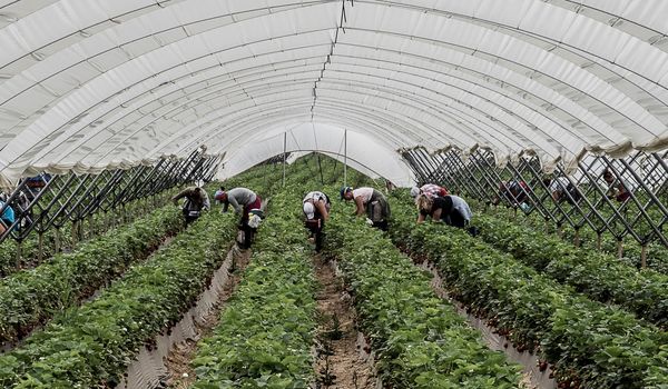 Ausbeutung und Menschenhandel in der Erntearbeit